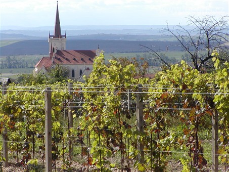 Za vínem a gastronomií - ČR, Znojmo, vinice