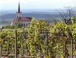 ČR, Znojmo, vinice
