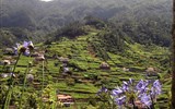 Portugalsko - Portugalsko - Madeira - střed ostrova je hornatý, vlhký a plný květů
