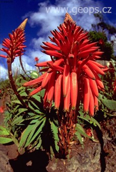 Portugalsko - Madeira