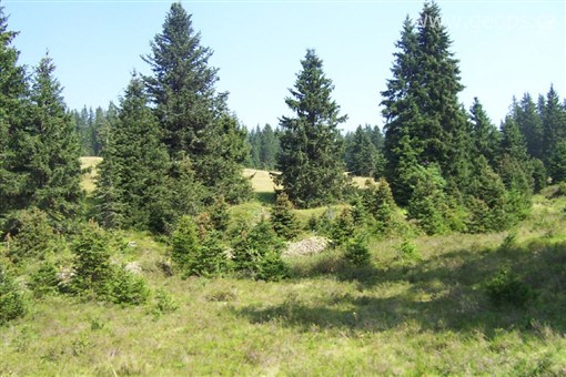 Zájezdy s turistikou - Česká republika - Šumava - původními porosty tohoto pohoří jsou podmáčené smrčiny