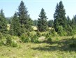 Česká republika - Šumava - původními porosty tohoto pohoří jsou podmáčené smrčiny