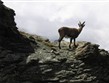 Švýcarsko, 
kamzík