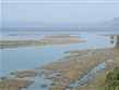 Albánie - Skadarské jezero je lemováno mokřinami a rákosinami