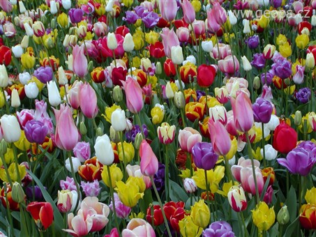 velikonoční zájezdy 2012 - Holandsko, Keukenhof - rozkvetlý koberec květů všech barev a odstínů