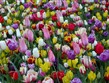 velikonoční zájezdy 2012 - Holandsko, Keukenhof - rozkvetlý koberec květů všech barev a odstínů
