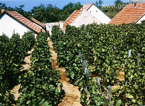 Maďarsko - Eger - vinice v okolí města