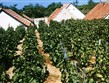 Maďarsko - Eger - vinice v okolí města