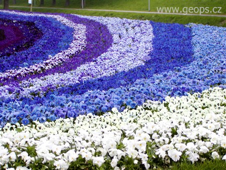 Holandsko - Keukenhof, květinové záhony