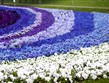 velikonoční zájezdy 2012 - Holandsko - Keukenhof, květinové záhony