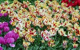 Amsterdam letecky a skanzen Zaanse Schans - Holandsko - Keukenhof, tulipány všech možných odrůd a barev