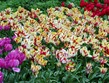 velikonoční zájezdy 2012 - Holandsko - Keukenhof, tulipány všech možných odrůd a barev