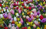 Holandsko, zahrady a květinové korzo - Holandsko - Keukenhof, tulipány proslavily jméno země po celém světě