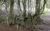 Morvan - Francie - Burgundsko - NP Morvan, les s tajemstvím