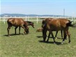 Maďarsko, Villány, koně ve výběhu