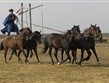 Maďarsko -  NP Hortobágy -  Kochova pětka, ukázka vrcholného jezdeckého umění maďarských pastevců - čikošů
