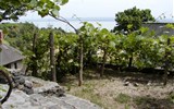 Zalakaros a prázdniny u Balatonu - Maďarsko -  Balaton - vinice nad jezerem