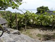Maďarsko -  Balaton - vinice nad jezerem