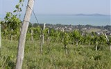 Sárvár, wellness, termály a víno Zadunají - Maďarsko - Balaton - vinice nad jezerem slibují bohatou úrodu a ještě lepší víno z ní
