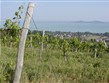 Maďarsko - Balaton - vinice nad jezerem slibují bohatou úrodu a ještě lepší víno z ní