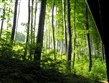 Kultura a příroda Evropy - Maďarsko - NP Bukové hory - krásné bukové lesy dělají pohoří čest a jméno
