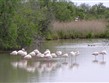 Francie - Provence - Parc Natural Camargue, žije zde víc než 250 druhů ptáků, včetně plameňáků