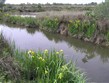 Francie - Provence - Parc Natural Camargue, původně širší delta řeky Rhony se zasolenými mokřady