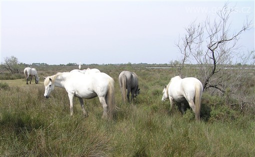 Francie - Provence - Parc Natural Camargue,  zdejší rasa bílých koní
