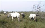 Provence s vůní levandule a koupáním, letecky - Francie - Provence - Parc Natural Camargue,  zdejší rasa bílých koní
