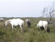 Francie - Provence - Parc Natural Camargue,  zdejší rasa bílých koní