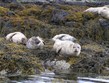 Velká Británie, Skotsko, Skye, tuleni