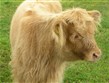 Kultura a příroda Evropy - Velká Británie, Skotsko, tele zdejšího plemene, dobře chráněné proti chladu