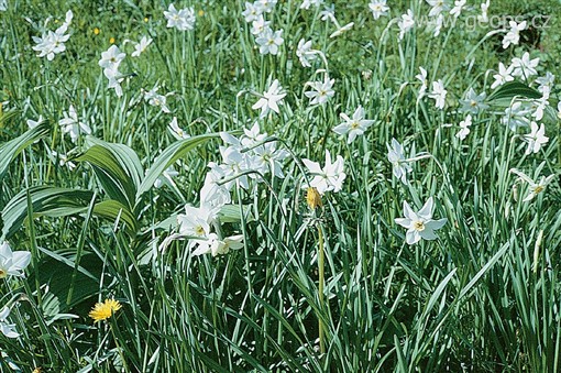 Rakousko - údolí Almtal -  tisíce květů planých narcisů  všude po loukách 