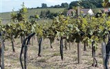 Eger, Tokaj, termály a víno 2019 - Maďarsko - Tokaj - vinice v okolí městečka na vulkanickém podloží