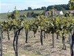 Maďarsko - Tokaj - vinice v okolí městečka na vulkanickém podloží