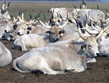 Zájezdy s turistikou - Maďarsko - NP Hortobágy, bílý rohatý skot, endemický pro oblast pusty