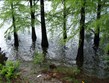 Itálie -ostrůvky Brissago, tisovce dvouřadé, charakter mangrovů