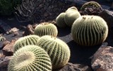 Perly Kanárských ostrovů La Gomera a La Palma - Španělsko - Kanárské ostrovy, kaktusy zdobí suché 
vnitrozemí