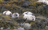 Ostrov Skye a západní Vysočina 2019 - Velká Británie -Skotsko - kolonie tuleňů na ostrově Skye