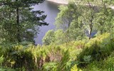 The Trossachs - Velká Británie - Skotsko - Trossachs, všude kolem porosty hasivky orličí