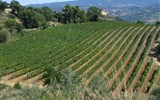 Pěšky po Toskánsku a údolí UNESCO Val d'Orcia 2020 - Itálie - vinice u Montepulciana produkují proslulá vína nejvyšší kvality