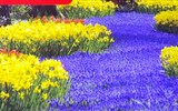 Holandsko, Velikonoce v zemi tulipánů s ubytováním v Rotterdamu 2020 - Holansko - Keukenhof - slavnosti jara a květů
