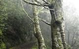Portugalsko - Portugalsko - Madeira - Levada Velha, vavřínové lesy na ostrově jsou od roku 1999 na seznamu památek UNESCO