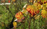Beaujolais a Burgundsko, kláštery a slavnost vína - Francie - Beaujolais - podzim ve vinici Clos de Vouget, odrůda Pinot Noir