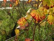 Francie - Beaujolais - podzim ve vinici Clos de Vouget, odrůda Pinot Noir