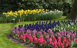 Krásy Holandska, květinové korzo a slavnost goudy 2020 - Holandsko  - Keukenhof