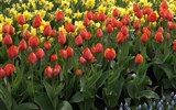 Krásy Holandska, květinové korzo 2018 - Holandsko - Keukenhof, ráj zahrádkářů i milovníků květin.