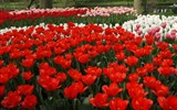 Krásy Holandska, květinové korzo a slavnost goudy 2020 - Holandsko - Keukenhof, tulipány proslavily jméno země po celém světě