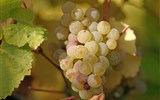 Vinařská oblast kolem Mosely a Rýna - Německo - Mosela - Ryzling rýnský je zde nejoblíbenější odrůda