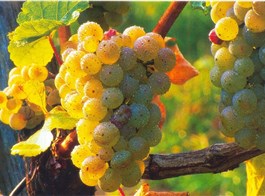 Slovinsko a Itálie, tajemné jeskyně, víno a mořské lázně Laguna 2023  Slovinsko - na vinicích dozrává víno
